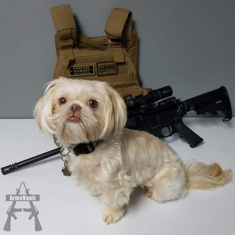 National Dog Day - Tactical Shih Tzu Maggie